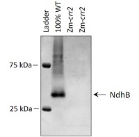 NdhB | NAD(P)H-quinone oxidoreductase subunit 2 (chloroplastic) in the group Antibodies Plant/Algal  / Photosynthesis  / Electron transfer at Agrisera AB (Antibodies for research) (AS16 4064)